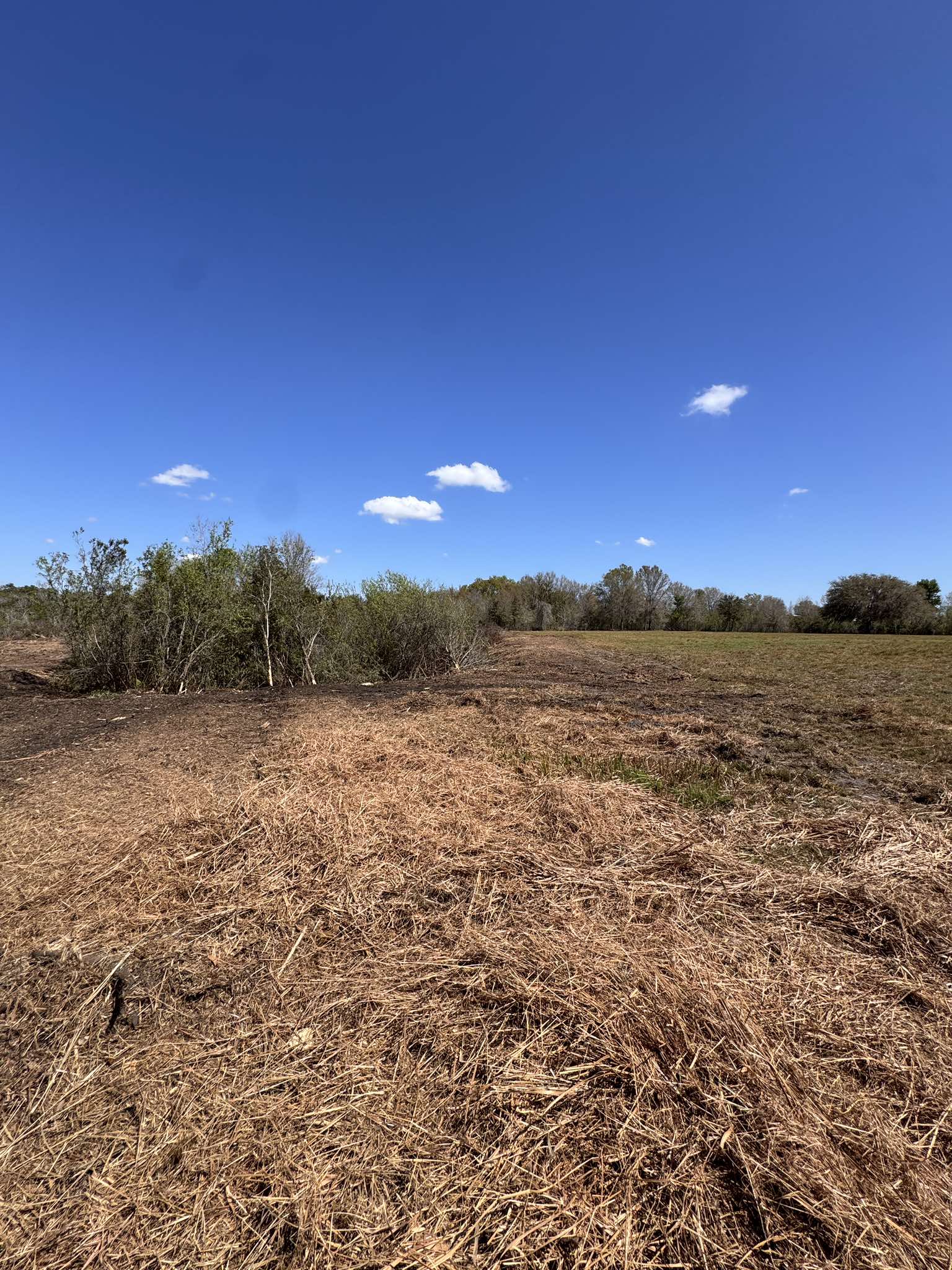Forestry mulching on a wooded property in Clermont Florida